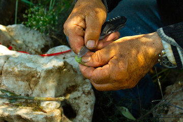 olive tree refiner on the island of Lefkas