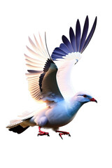 Fototapeta premium White and blue pigeon flying or opening his feathers, White blue dove in flight isolated on transparent background