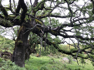 Obraz premium old oak trees on the island of lefkas