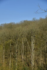 Forêt de bouleaux sur l'une des collines sous un ciel clair près du fort de Poilvache à Roux 