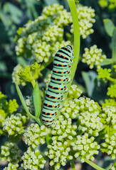 (Papilio machaon), A swallowtail butterfly caterpillar sitting on a plant, eastern Crimea