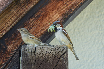 Haussperlinge beim Nestbau