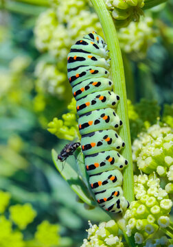 (Papilio Machaon), A Swallowtail Butterfly Caterpillar Sitting On A Plant, Eastern Crimea