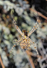 Huge spider (Argiope lobata,  Araneidae), A female spider in a web, eastern Crimea