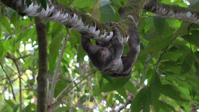Climbing Sloth Costa Rica Rainforest Faultier Wild Mammal 4K