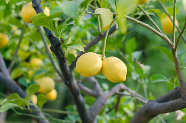 yellow lemons on lemon tree