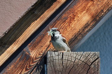 Haussperling Männchen mit Nistmaterial