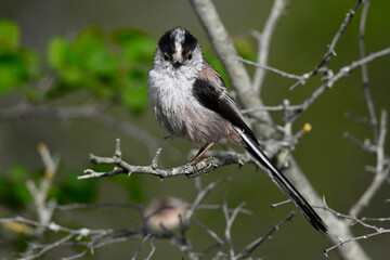 Schwanzmeise // Long-tailed Tit (Aegithalos caudatus)