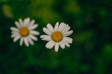 Obraz premium daisy flower