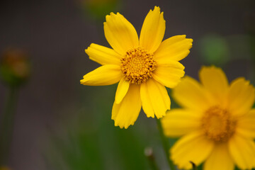 yellow flower in the garden
