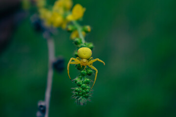 spider on a flower