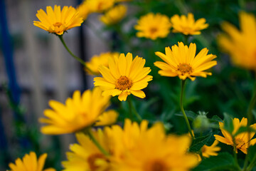 yellow flowers