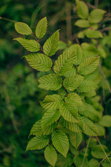 green fern leaves