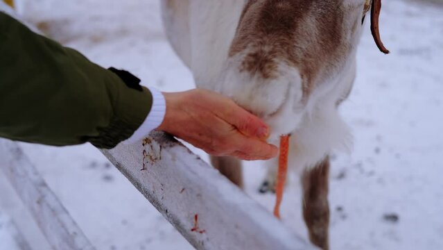close-up of male hands feed with fresh moss beautiful domesticated finnish tundra deer, Rangifer tarandus, fur shiny skin, animal gently takes food with its lips, freight transport