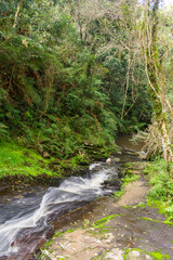 Fototapeta premium Creek by the Roda waterfall at the Ronda Municipal Natural Park in Sao Francisco de Paula, South of Brazil