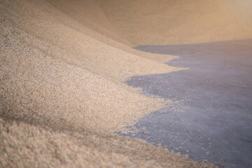  the paddy rice before packing to the sack in next step. This is Thai jasmine rice in Surin Province, Thailand.