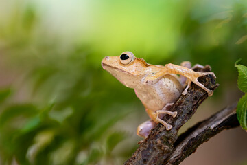 Common tree frog (Polypedates leucomystax) is a species in the shrub frog family Rhacophoridae