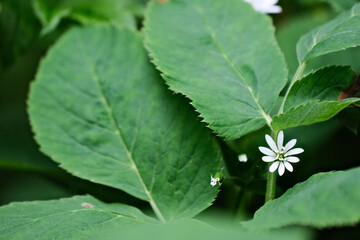 White flower between green leaves