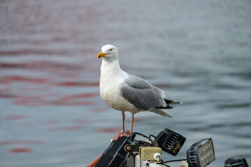 Seagull over the ocean at dusk in Scotland, Fort William