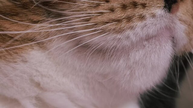 close-up part of cat muzzle, nose, stiff whiskers, adult domestic tortoiseshell, chimera cat, pet, concept animal health, caring, keeping four-legged pets
