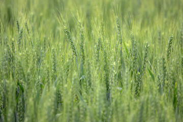 Detail of organic wheat field with green grains in summer time for background use
