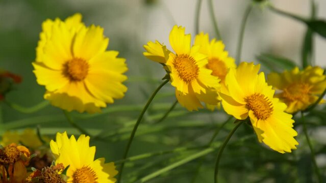 Yellow flowers of lance-leaved coreopsis (Coreopsis lanceolata) in garden. Textured