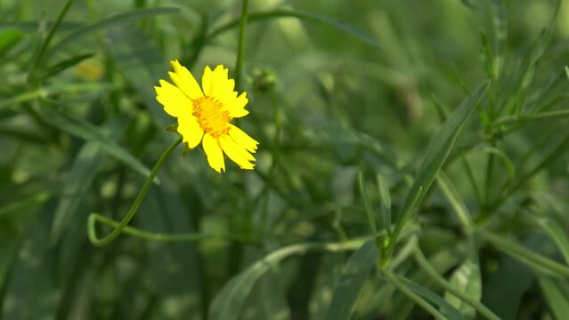 Beautiful yellow flowers Coreopsis lanceolata.
