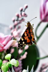 Orange beautiful butterfly on a flower