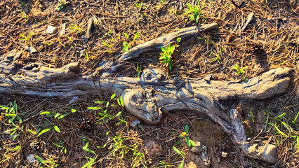Thick tree roots protruding from the ground, illuminated by sunlight. Thick tree roots protruding from the ground, illuminated by sunlight. Abstract background, texture, frame, and pattern