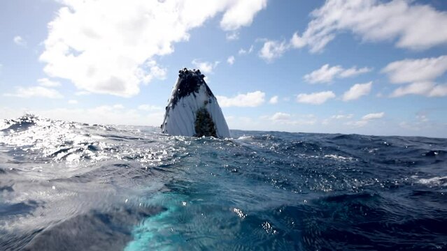 Humpback whales underwater of Pacific Ocean. Giant animal Megaptera Novaeangliae in Tonga Polynesia. Concept of family idyll of whales giant sea animals and underwater megafauna.