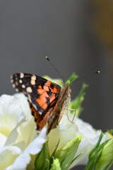 Orange beautiful butterfly on a flower