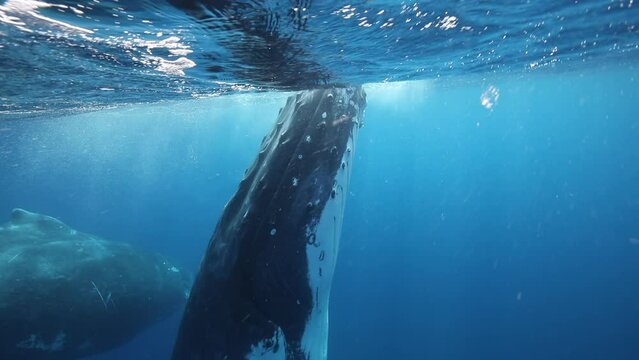 Humpback whales underwater of Pacific Ocean. Giant animal Megaptera Novaeangliae in Tonga Polynesia. Concept of family idyll of whales giant sea animals and underwater megafauna.