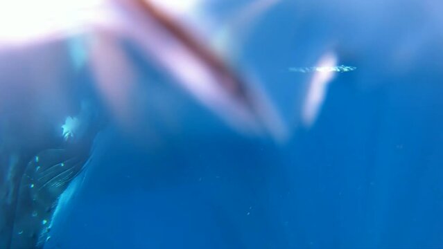 Humpback whales underwater of Pacific Ocean. Giant animal Megaptera Novaeangliae in Tonga Polynesia. Concept of family idyll of whales giant sea animals and underwater megafauna.