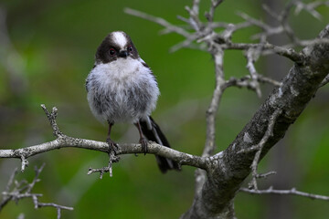 Schwanzmeise // Long-tailed Tit (Aegithalos caudatus)