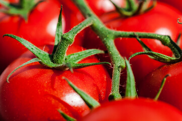 Ripe Fresh Tomatoes