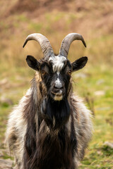 Goat with large horns and bright eyes, black and white