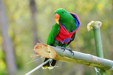 eclectus parrot with red coat on a branch