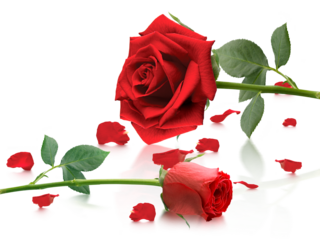 Red roses and rose petals, transparent background