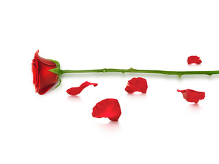 Red roses and rose petals, transparent background