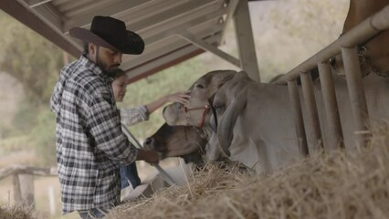 Farm worker feeding the Brahman cows in the cattle stable. beef cattle breeding business. Mammal health care