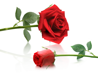 Red roses and rose petals, transparent background