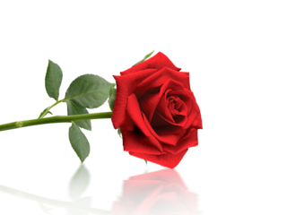 Red roses transparent background