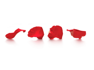 rose petals, transparent background