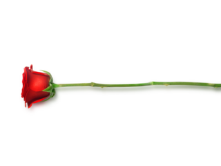 Red roses transparent background