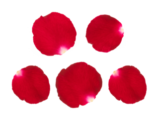 rose petals, transparent background
