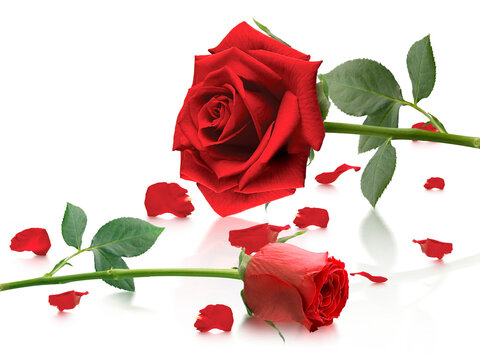 Red roses and rose petals, transparent background