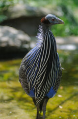 Beautiful guineafowl standing in the water of a pond