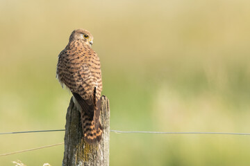 Turmfalke in der Morgensonne - auf Futtersuche