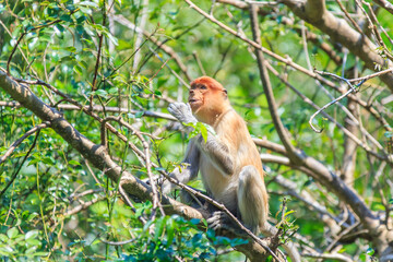 proboscis monkey or nasalis larvatus