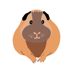 Cute fat guinea pig sitting, front view. Vector illustration of a pet sitting. Rodent illustration.
